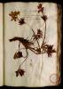  Fol. 22 

Aconitum flore albo foliis lanuginosis. Aconitum candidum acoulon Dalechamp. Ranunculus flore albo Dodon.